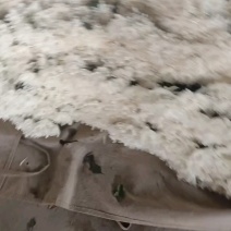 基地现采白棋，包装完好，叶子清爽无锈味