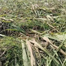 【黑甘蔗苗】黑皮甘蔗苗甘蔗种苗精品货源充足价优欢迎采购