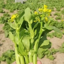 菜苔白菜苔红菜苔对接全国电商社区团购商超市场