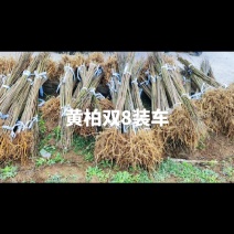 精品黄柏基地大量有货，品质有保障，量大从优～