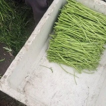 【青白芦蒿】江苏芦蒿/大棚芦蒿/基地常年供应/可全国发货