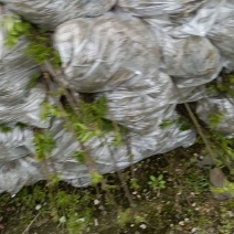 川黄柏苗装车中，质量好，10万棵现货