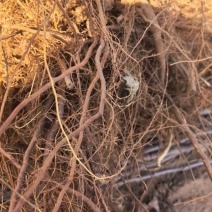 乐琪苹果树苹果苗基地直供包存活死苗补发欢迎来电