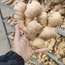 老姜批发价格，山东姜产地，黄姜基地产地直供诚信代办