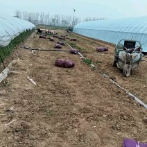 紫洋葱苗