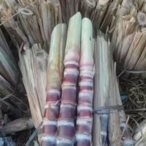 《畅销》黑皮甘蔗种苗，**品种脱毒苗