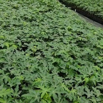 水果木瓜苗