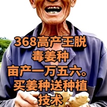 《山东姜种》优质368高产姜种/脱毒姜种/上门指导/价优