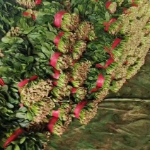 山东单县精品小菠15～18公分20～25公分量大品好价优