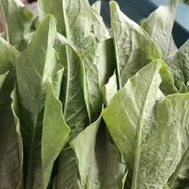 油麦菜小油麦菜永年蔬菜商超配车社区团购代收代发
