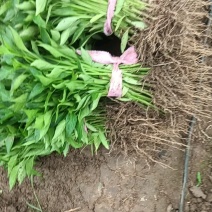 精品黑线椒苗黄线椒苗包邮品种纯正齐全成活率高免费技术