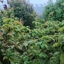 晚熟蜂糖李子苗，苗圃直发，纯甜无酸味，爽口含糖量18至22%