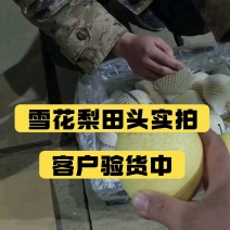 雪花梨大量供应品质保证专业代办欢迎老板来电
