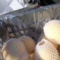 陕西延长酥梨，产地直发，量大价优，保质保量