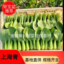 上海青新鲜青菜现摘现发自家基地直供品质保证