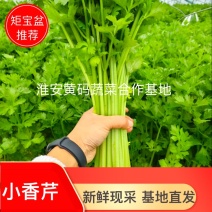芹菜小香芹精品蔬菜规格齐全产地直供可代发代拿