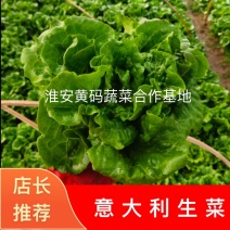 生菜意大利生菜新鲜现采基地直供品质保证