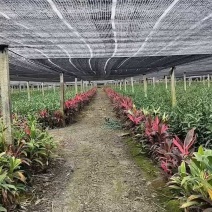 精品大叶竹红竹大中小基地直供诚信经营量大价优欢迎老板采购