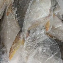 连云港水产金鲳鱼，海水养殖，大量有货，欢迎实地看货