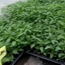线椒苗【精选】江苏沭阳精品线椒苗现挖现发一手货源