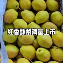 绥中县红香酥梨大量供应价格优惠一手货源支持视频看货