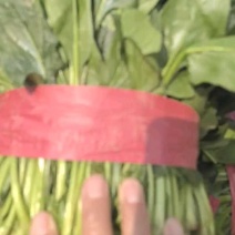 【热卖】莘县精品大叶菠菜种植基地现挖现发新鲜大量上市