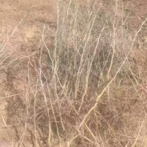 酸枣树苗~药用酸枣树苗量大，价格便宜辽宁枣树苗酸枣苗