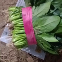 精品小菠菜，20元，色泽漂亮！