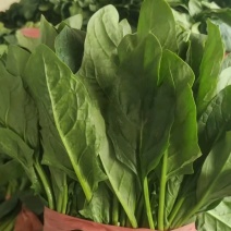 山东菏泽大叶菠菜鲜嫩翠绿无烧边黄叶少干净土少可以打捆冷库