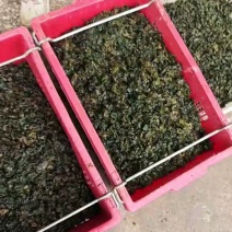 地皮菜新鲜现采现卖野菜地达菜地软雷公菌天仙菜雷公屎地耳木
