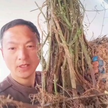 鬼箭羽苗栓翅卫矛枝多羽宽四条羽翅高产要量大价优