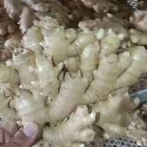 热卖小黄姜大量有货销售，品质好，价格便宜，欢迎来电咨询