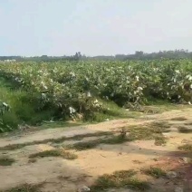 番石榴，红心芭乐，白心芭乐，红宝石番石榴