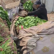 河北邯郸小叶高杆菠菜大量上市产地发货一手货源量大从优货源