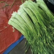 白帽蒜苔承接各大市场平台电商，欢迎合作