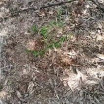 精品雷竹笋竹笋各种规格大量供应可视频看货欢迎来电采