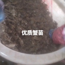优质蟹苗出售，健康活泼，成活率高，助您轻松养殖，欢迎咨询！