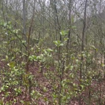 江南桤木地苗杯苗，1-3公分多规格