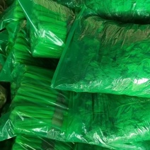 山东聊城西芹上市，精品芹菜全国发货一手货源