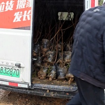 太秋甜柿苗/大秋甜柿苗，雪峰山8号野生柿子粘木嫁接培育