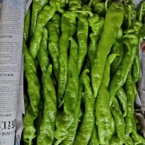 广东精品陇椒、螺丝椒，大棚基地现摘直发，全国供应。