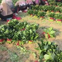菠菜大量供应，货源充足！
