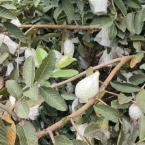 广西红心番石榴西瓜芭乐种植基地个体农场欢迎老板来电