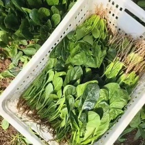 山东精品菠菜，热门产区直发，一手货源诚邀全国老板询购️。
