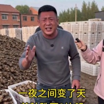 姜种精品生姜品种齐全，大黄姜，全国发货