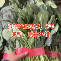 邯郸精品大叶菠菜产地直发