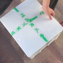 【推荐】河南夏邑密刺黄瓜，质量保证产地一手货源！