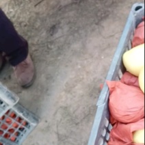 精品酥梨，口感脆甜。核小。