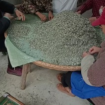 25年过筛选精品细叶藤茶无梗无沫无杂质，可视频看货