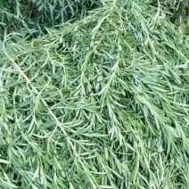 云南特菜野菜价格美丽色泽鲜艳，照片实拍